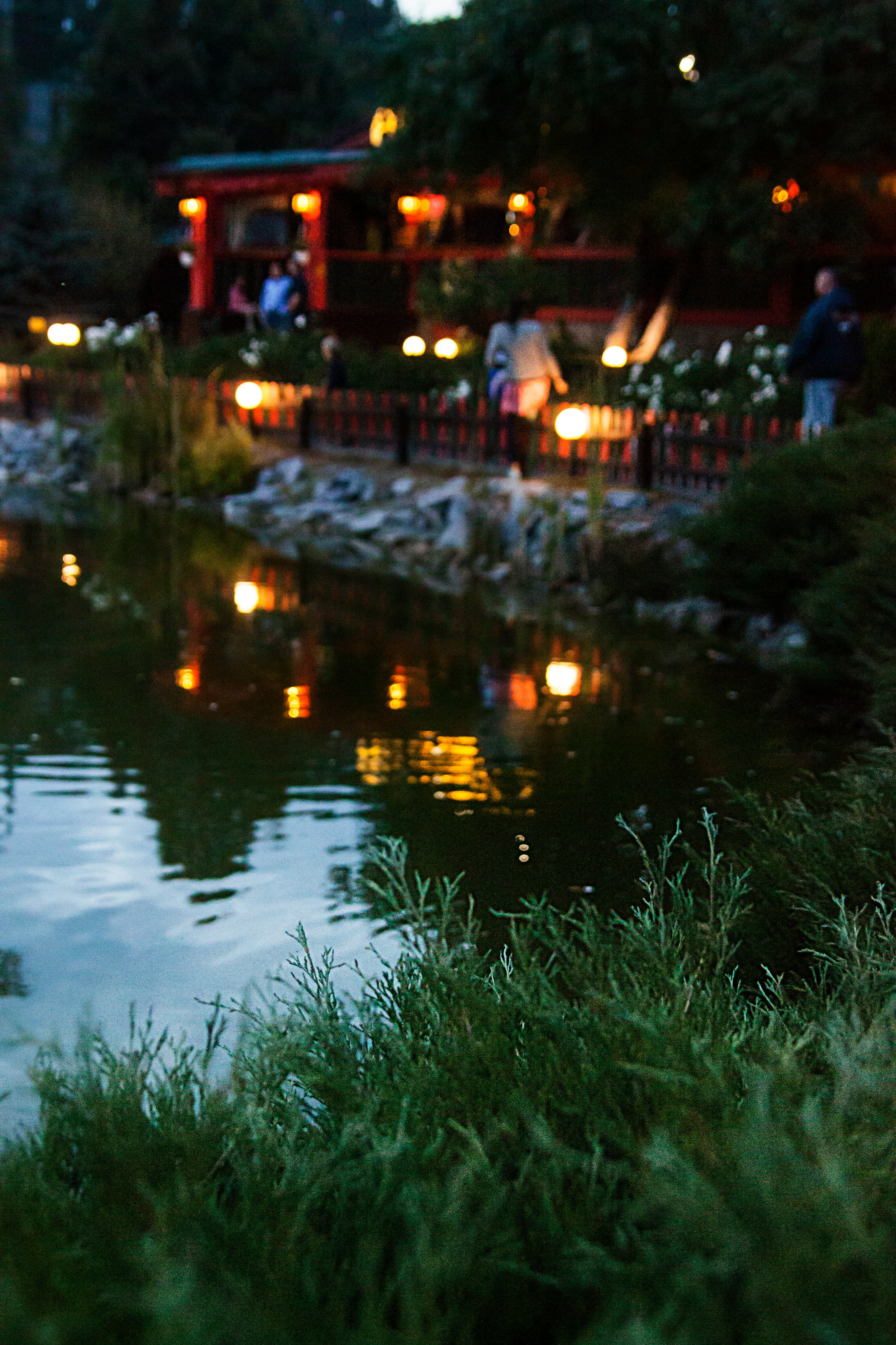 green grass near body of water during night time